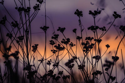 Close-up of silhouette plants on field against sky during sunset