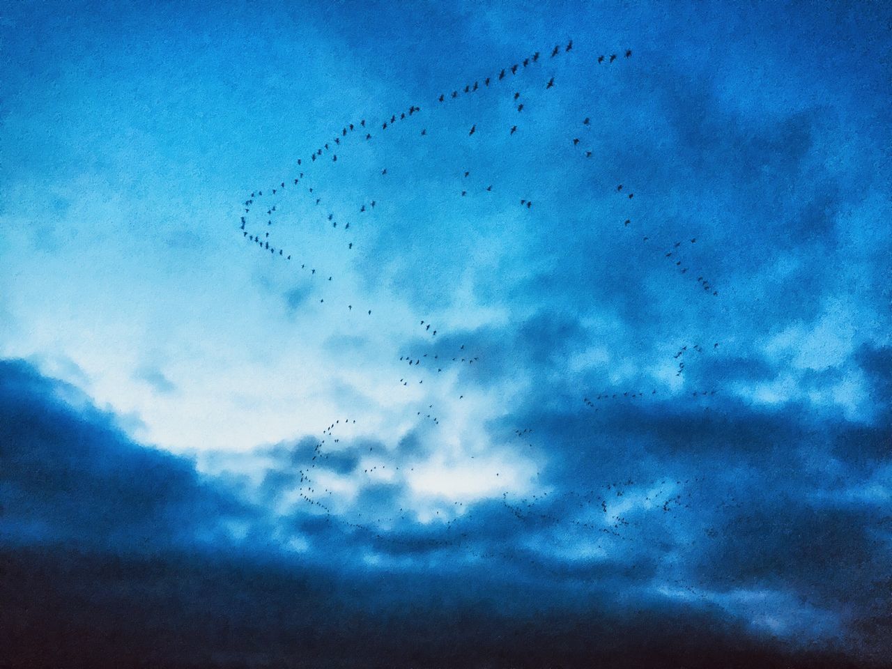 LOW ANGLE VIEW OF BIRDS FLYING AGAINST SKY