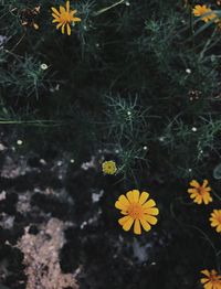 High angle view of yellow flowering plants on land