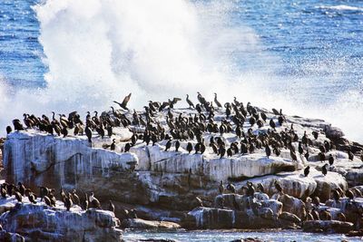 Panoramic view of birds in sea during winter