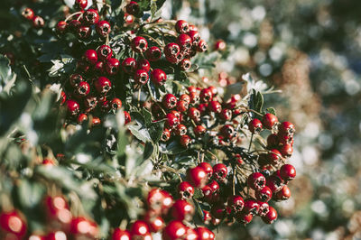 Red wild berries 