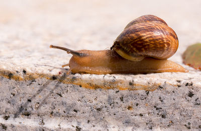 Helix slow moving on sunny summer stone with ant passenger