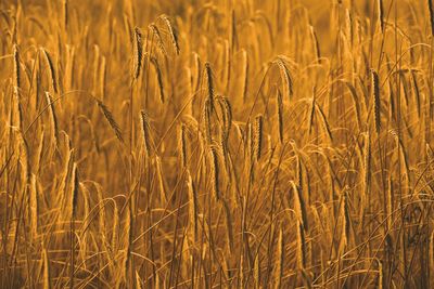 Close-up of stalks in field