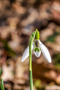 Close-up of white flowering plant