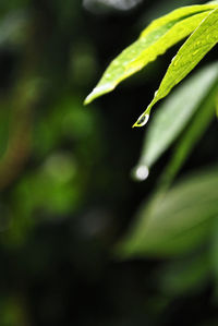 Close-up of fresh green plant