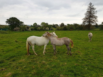 White horses in a field