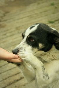 Person holding dog