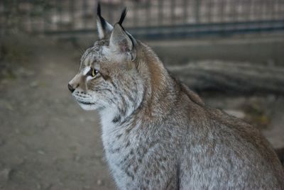 Close-up of cat