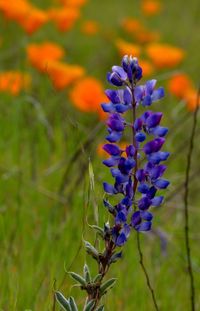 Close-up of purple flowers