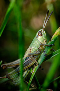 Close-up of insect on grass