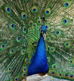 Close-up of peacock