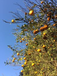 Low angle view of tree against clear sky