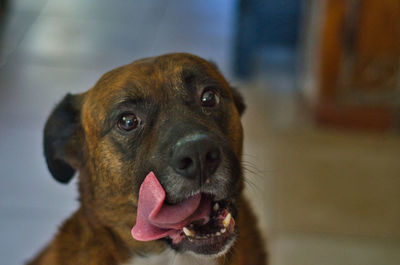 Close-up portrait of a dog