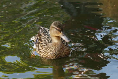 Duck swimming in lake