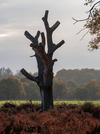 Tree trunk on field against sky