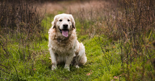 Portrait of dog on field