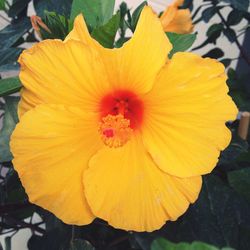 Close-up of yellow hibiscus blooming outdoors