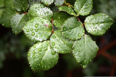 Beautiful wild plants