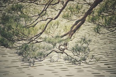 Tree by water