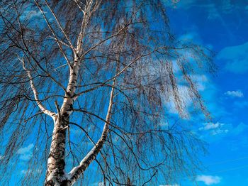 Low angle view of tree against blue sky