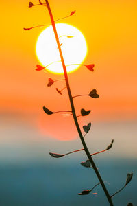 Close-up of plant against sea during sunset