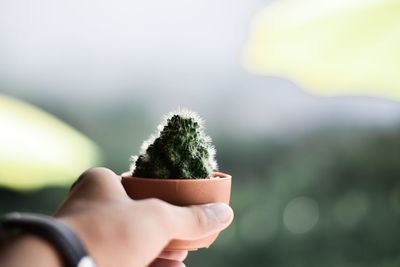 Close-up of hand holding plant