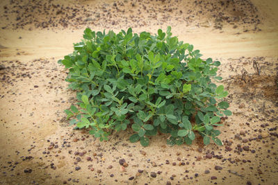 Close-up of fresh green plant