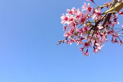 Low angle view of pink flowers against clear sky on sunny day