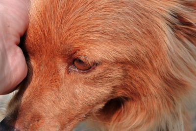 Close-up of a dog