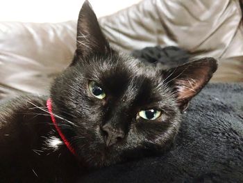 Close-up portrait of kitten sitting on bed at home