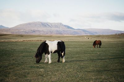 Horses grazing in a field