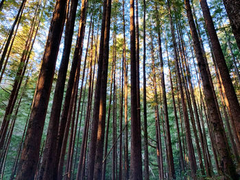 Low angle view of bamboo trees in forest