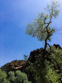 Low angle view of trees against clear blue sky