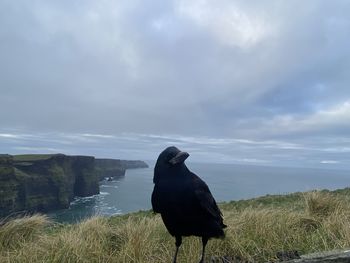 Bird perching on a rock
