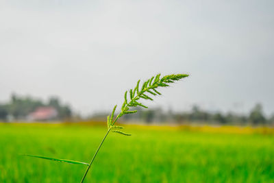 Close-up of plant on field against sky