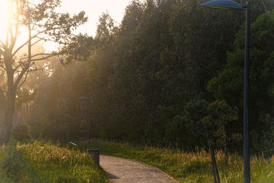 Footpath amidst trees