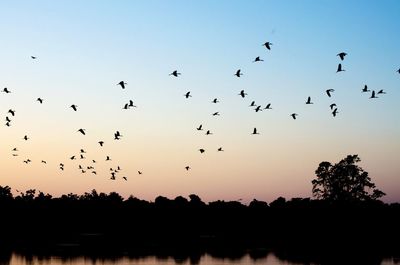 Silhouette birds flying against sky during sunset
