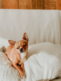 Portrait of dog resting on bed