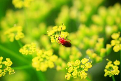 Close-up of bug pollinating on flower