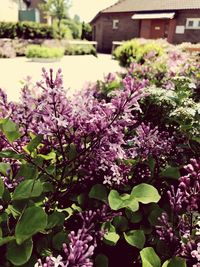 Close-up of purple flowers blooming on tree