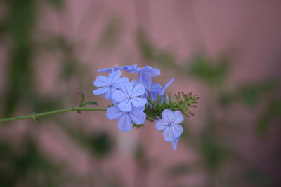 Close-up of purple flowering plant