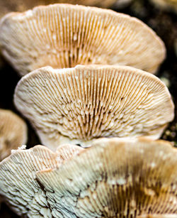 Close-up of plant
