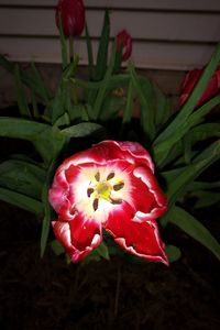 Close-up of red flower blooming outdoors