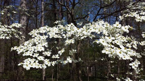 Blossoming tree