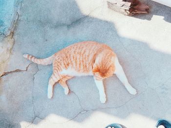 Directly above shot of ginger cat relaxing on footpath