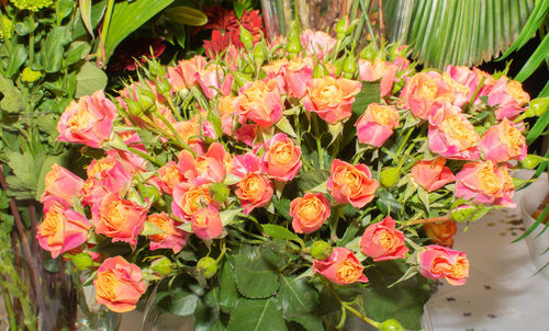 Close-up of pink flowering plants