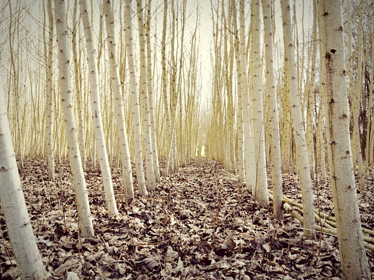 VIEW OF BAMBOO FOREST