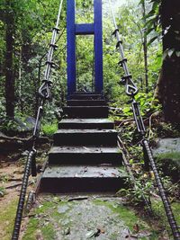 Steps amidst trees