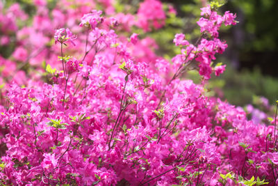 Close-up of pink cherry blossom