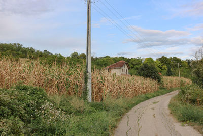 plant
